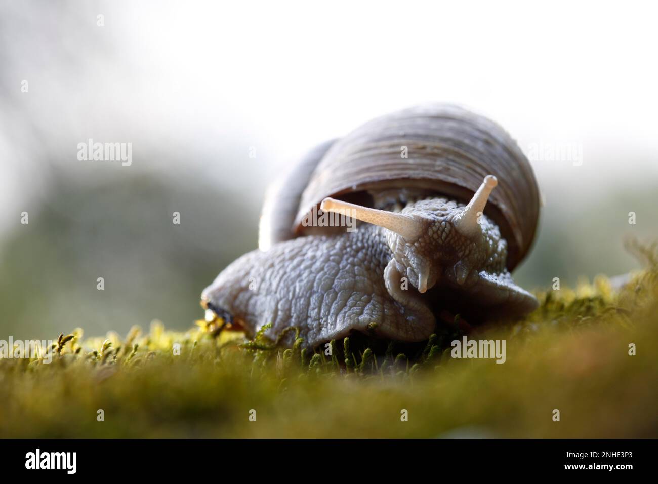 Weinbergschnecke (Helix pomatia), Frontalansicht, Tier auf Moos, Biosphaerenreservat Mittlere Elbe, Dessau-Rosslau, Sachsen-Anhalt, Deutschland Stock Photo