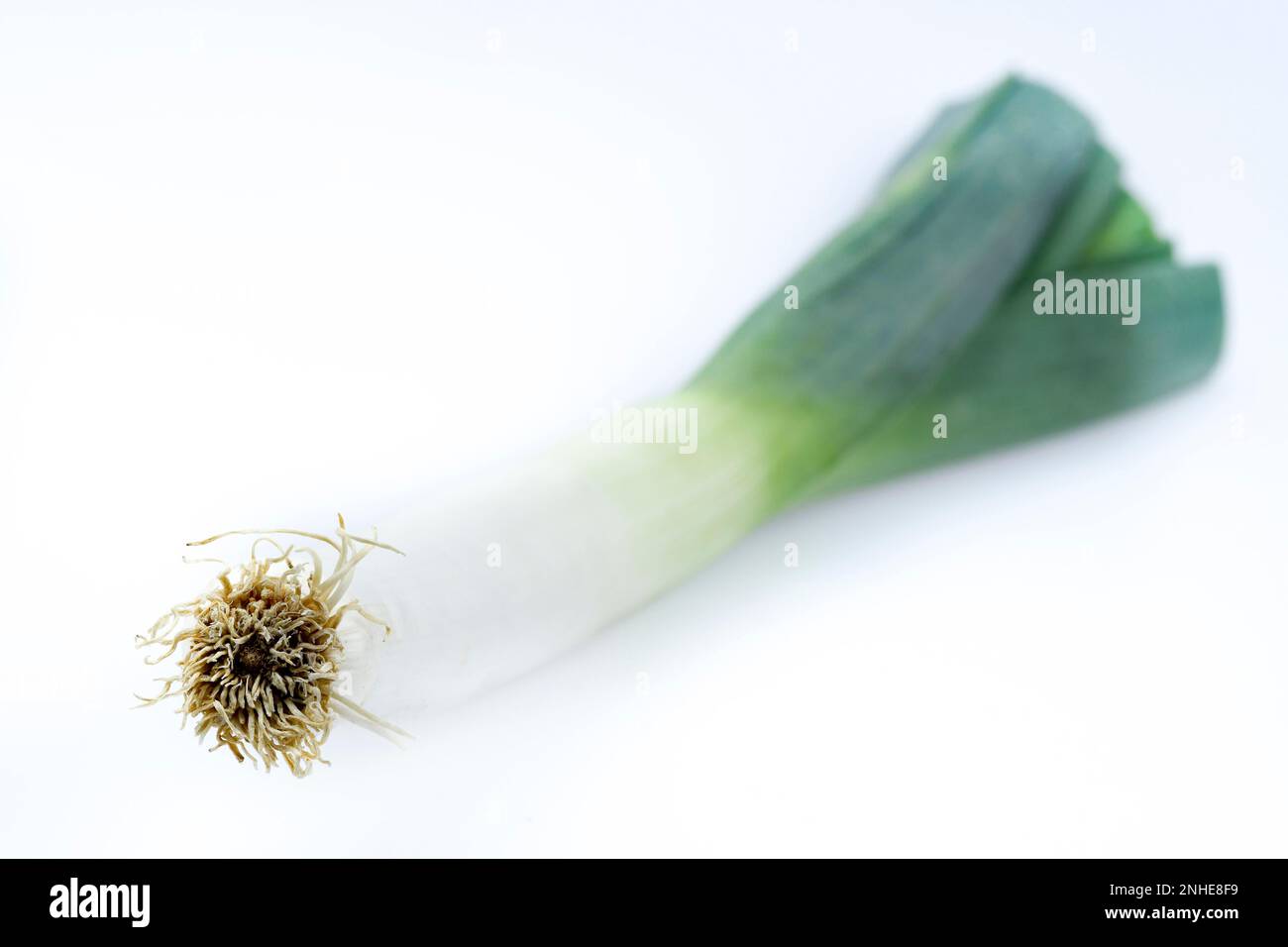 Leek (Allium porrum) Stock Photo