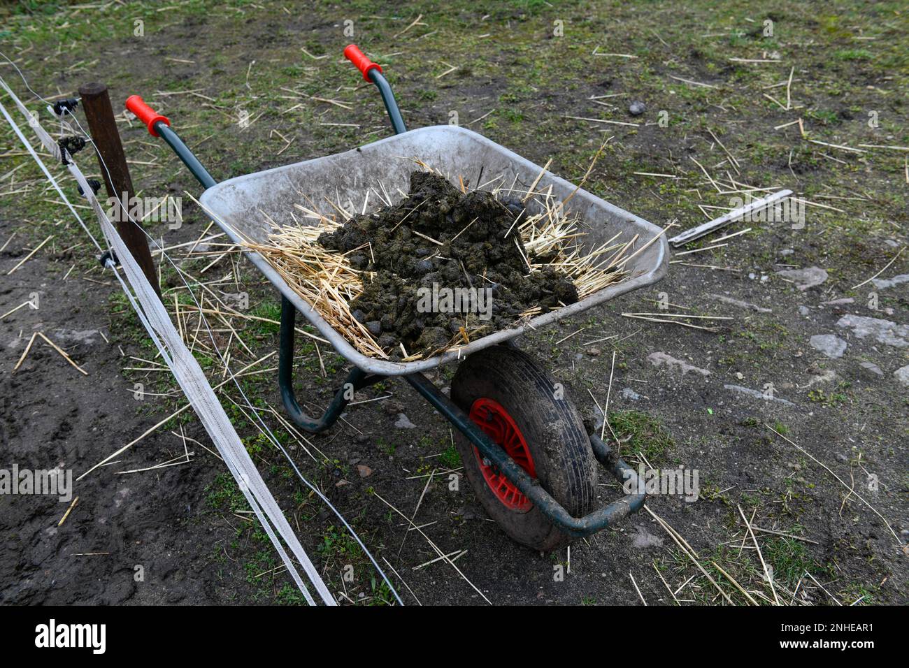 Wheelbarrow with horse manure Stock Photo - Alamy