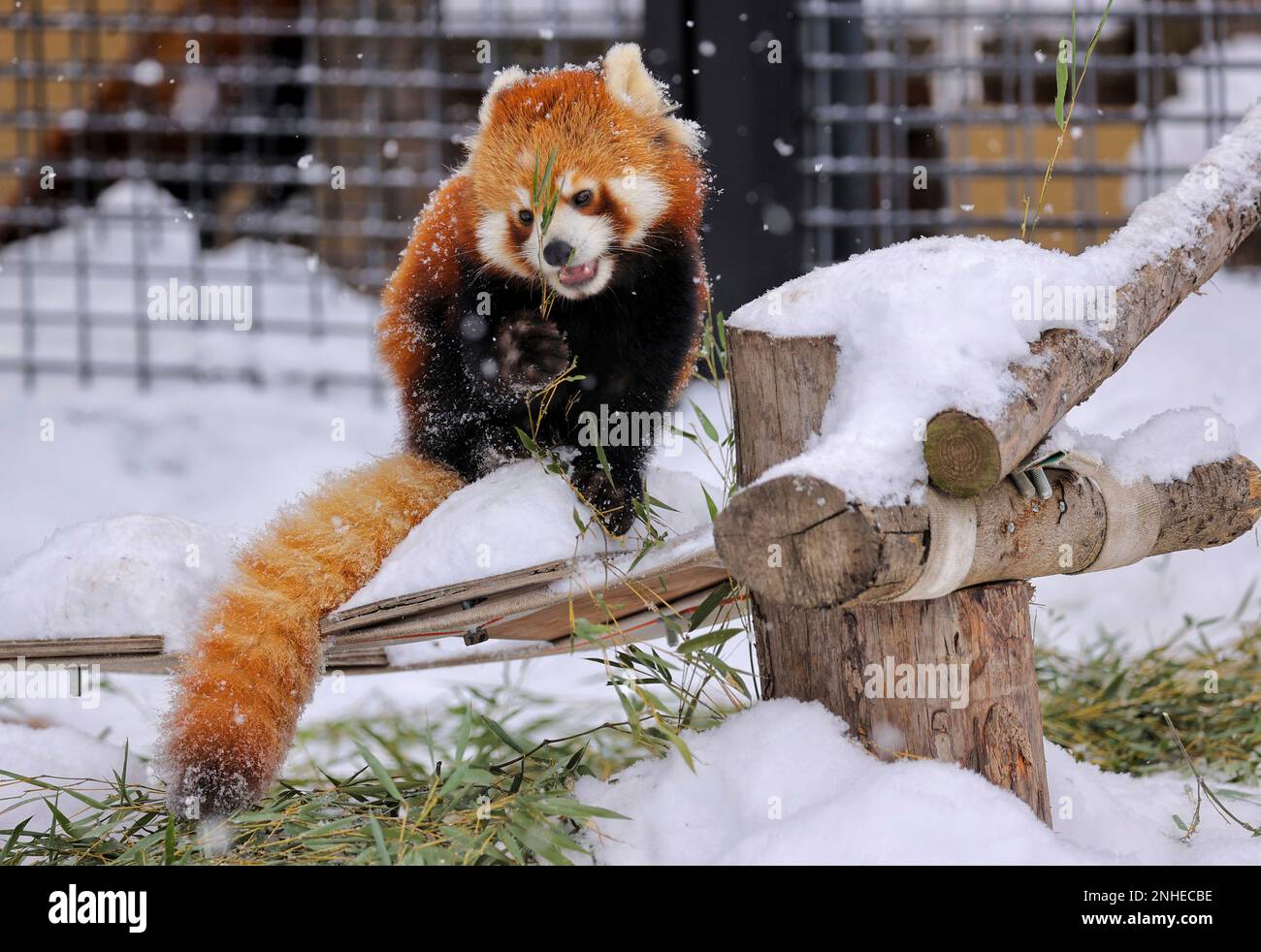 A red panda is pictured at Asahiyama Zoo in Asashikawa City