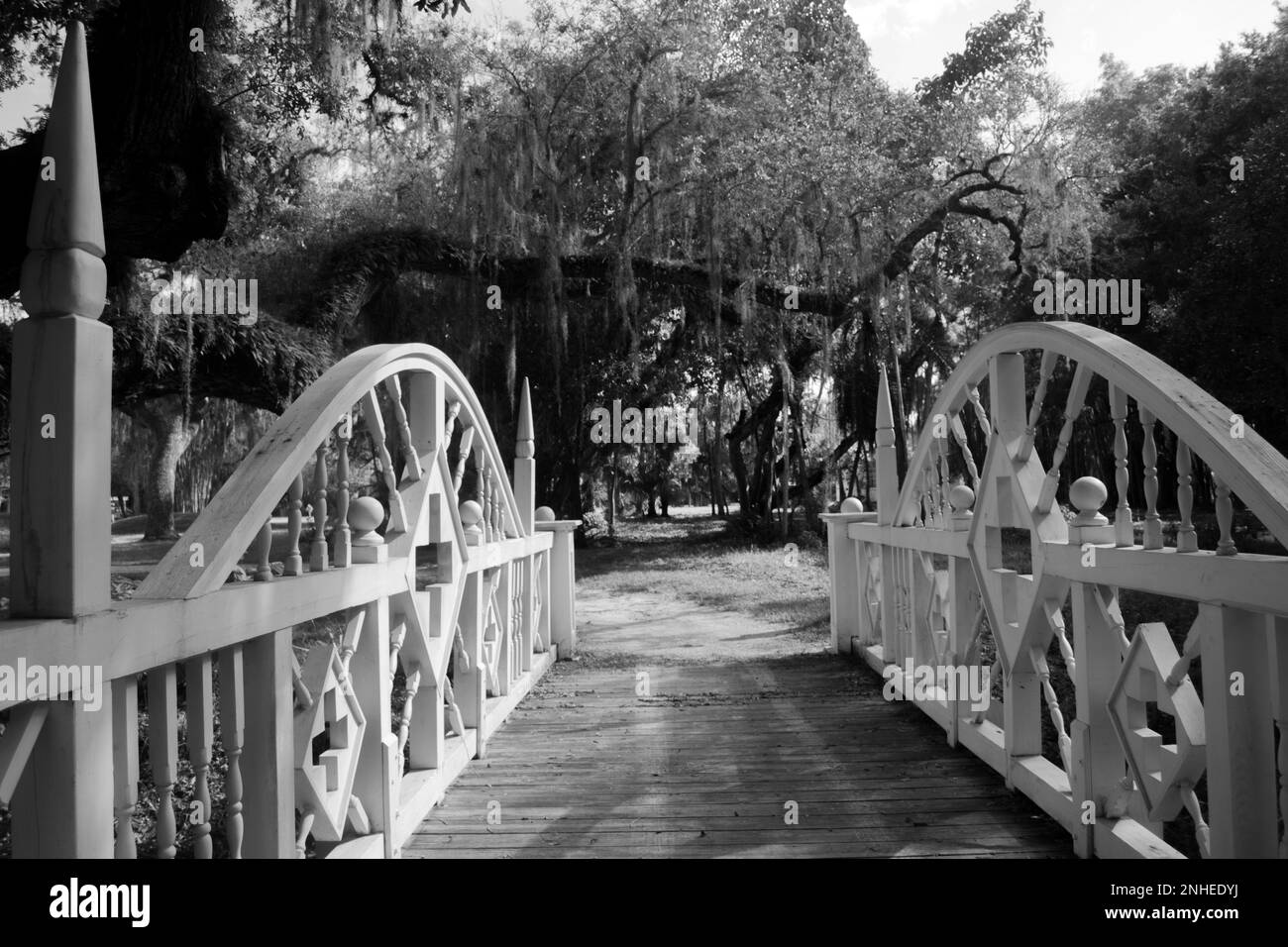 multiple photos of wildlife, animals, equestrian, Florida, seasonal