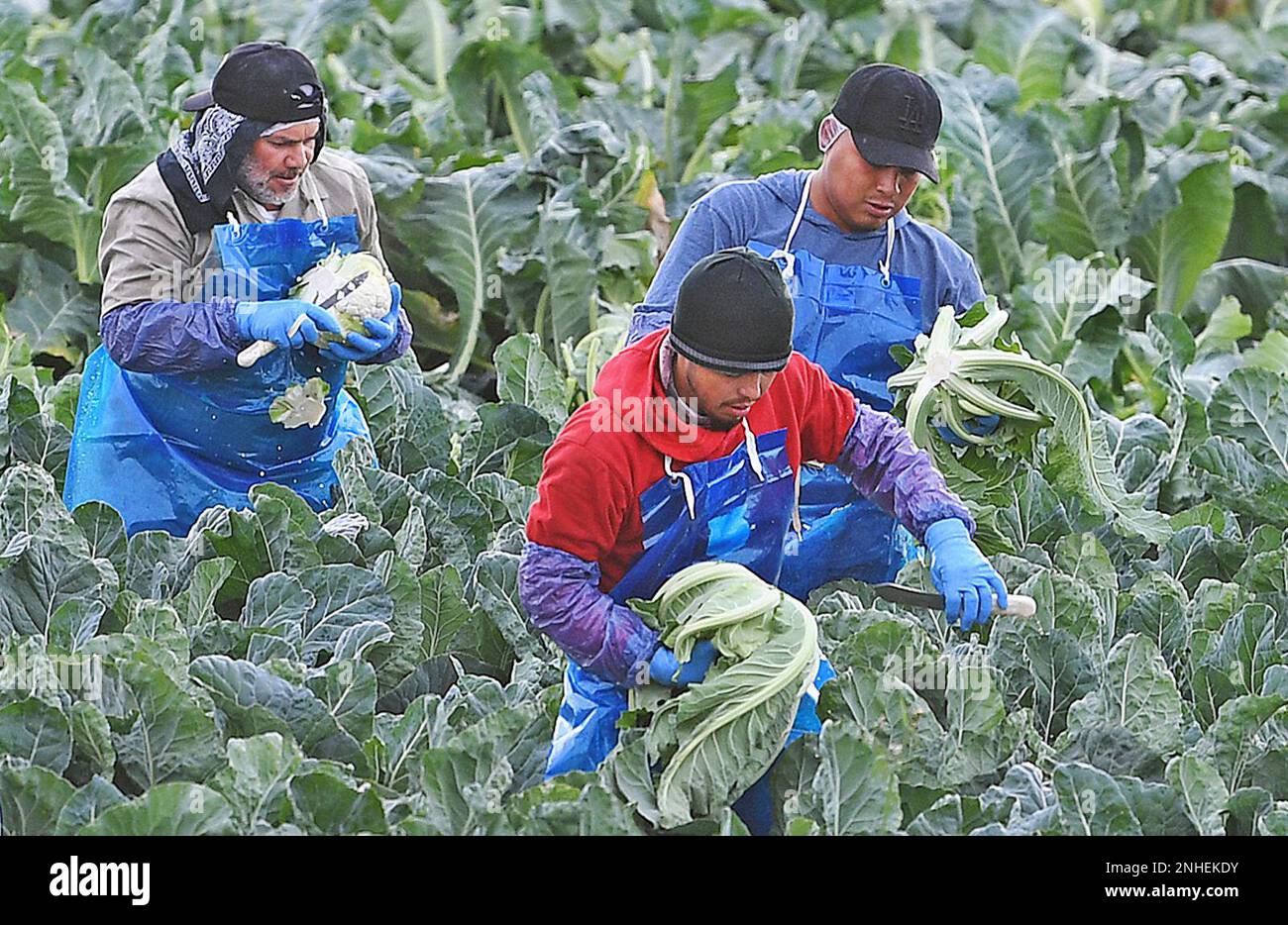 A harvesting crew uses knives to remove the cauliflower heads from the