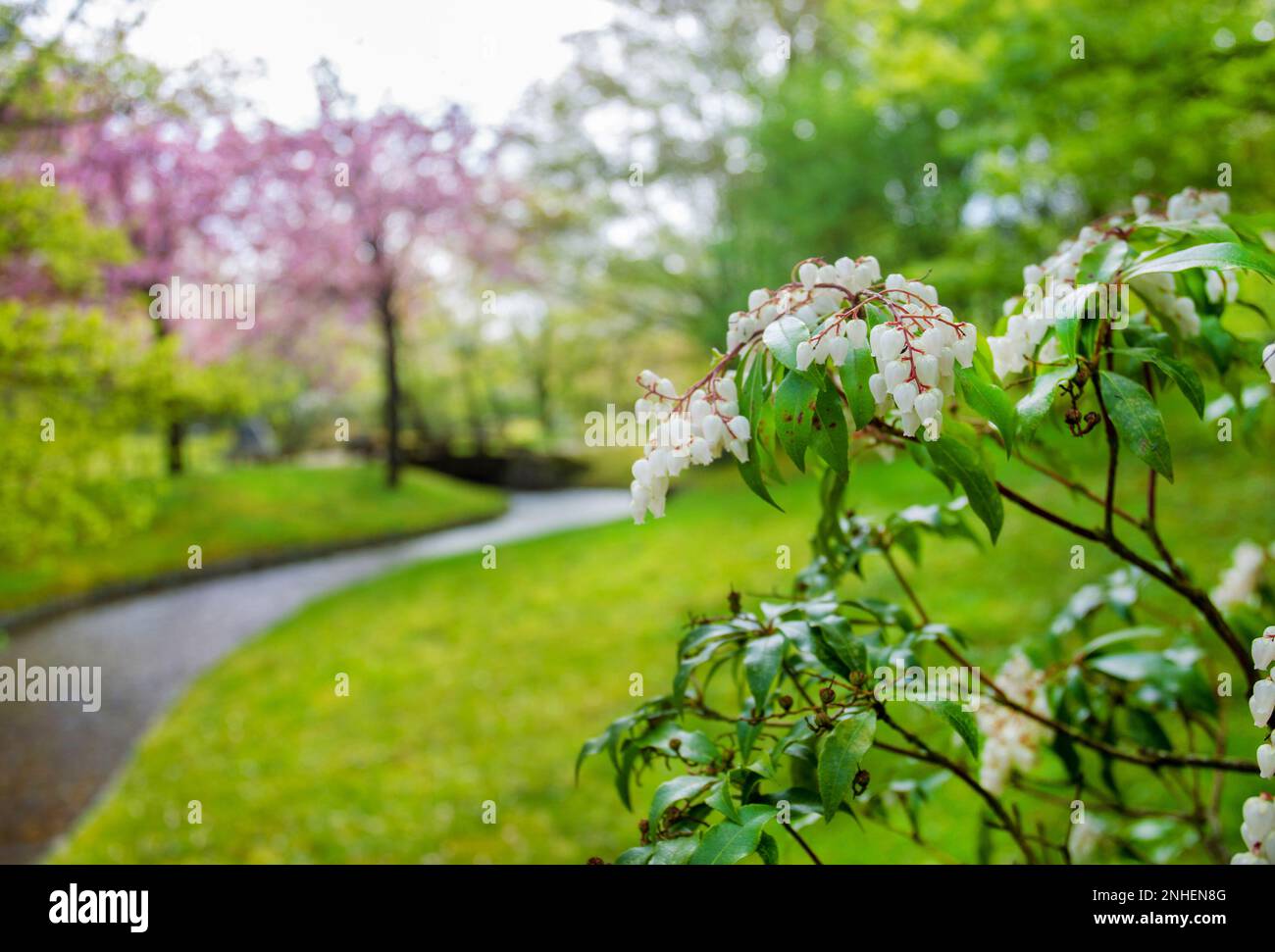 Japanese garden in Hasselt Belgium and Pieris (andromeda) japonica white blossoms . Fantastic