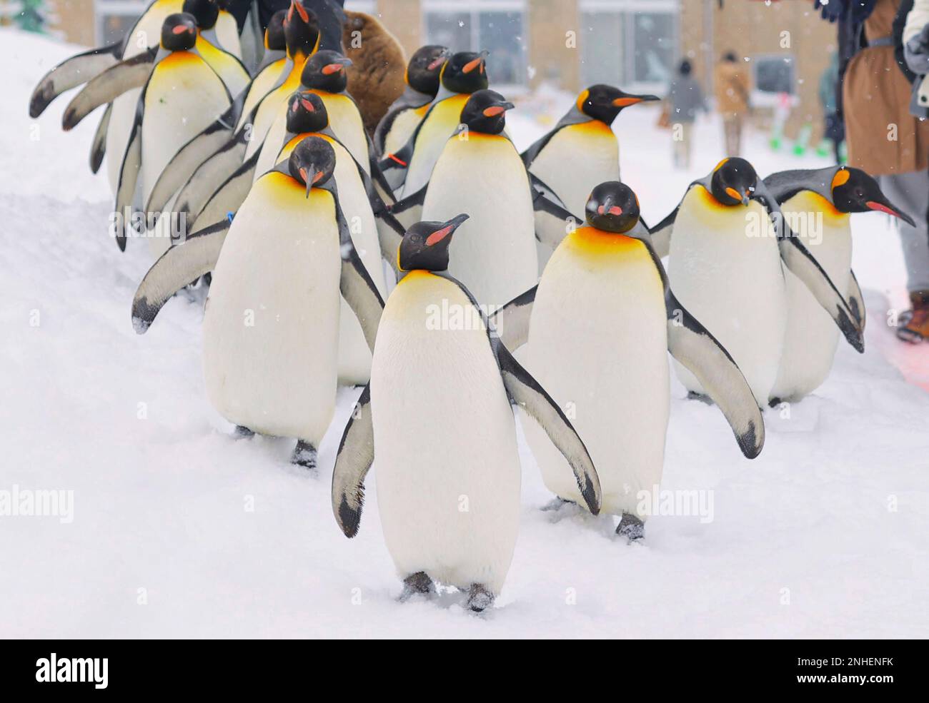 Asahiyama Zoo Penguin Walk Schedule 2024 janka magdalene