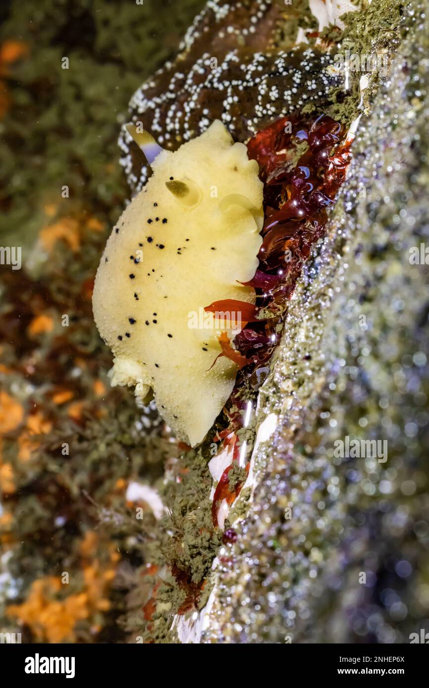 Monterey Dorid, Doris montereyensis, in tide pool at Point of Arhces in Olympic National Park, Washington State, USA Stock Photo