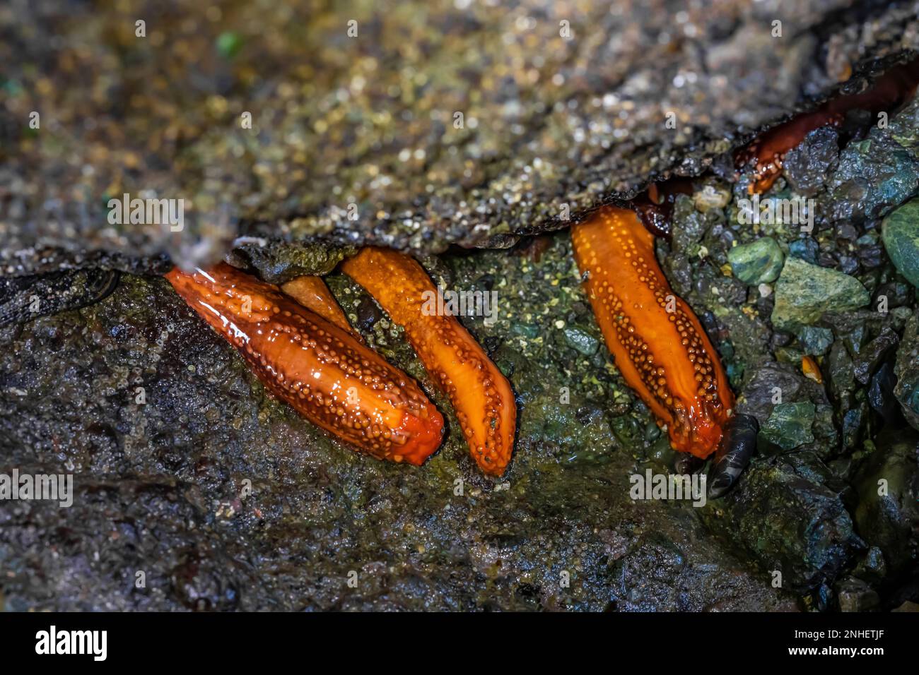Red Sea Cucumber, Cucumaria miniata, closed up, at Point of Arches in Olympic National Park, Washington State, USA Stock Photo