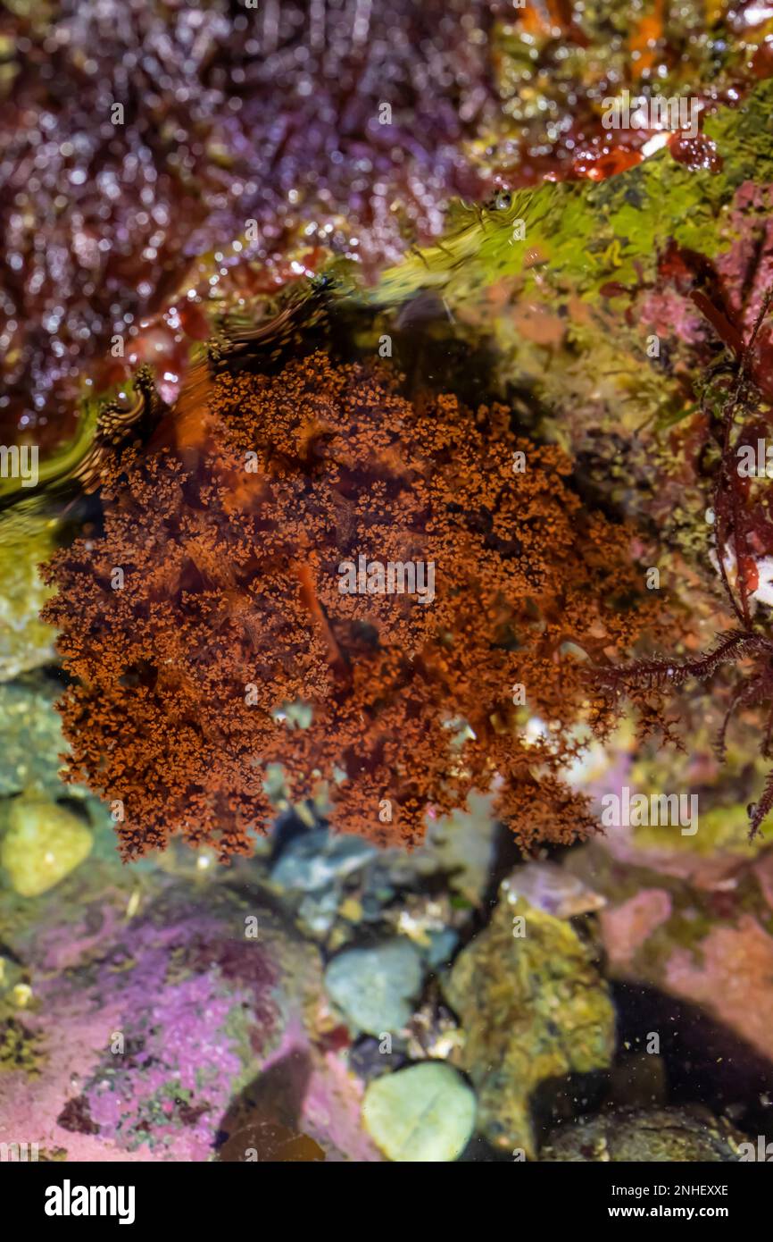 Red Sea Cucumber, Cucumaria miniata, at Point of Arches in Olympic National Park, Washington State, USA Stock Photo