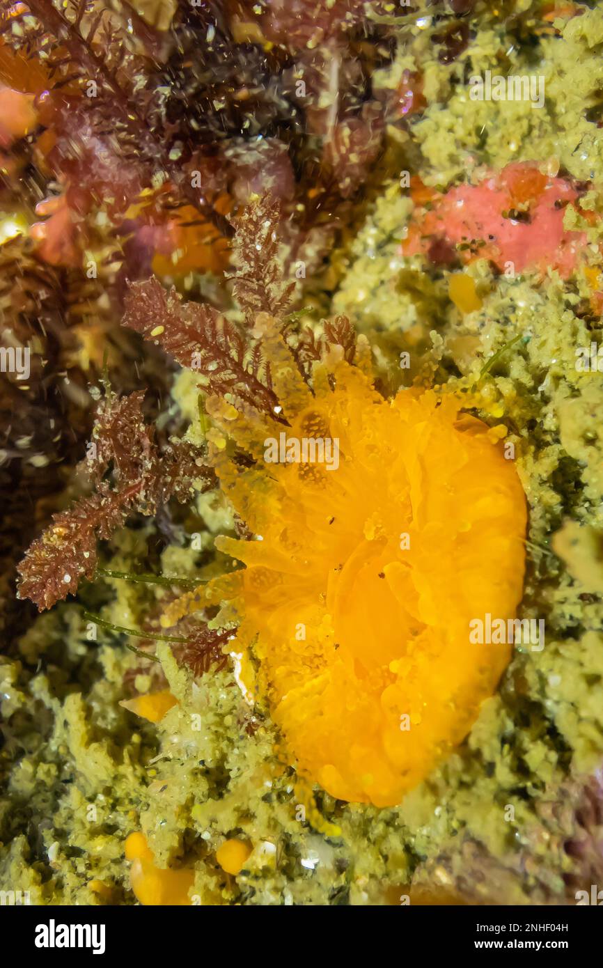 Orange Cup Coral, Balanophyllia elegans, at Point of Arches in Olympic National Park, Washington State, USA Stock Photo