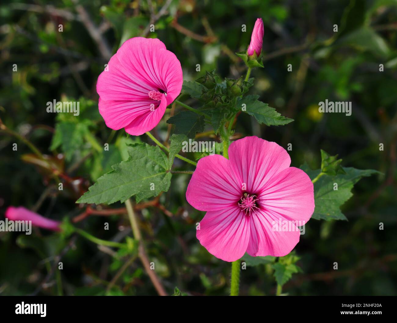 Spring, Portugal. Annual Mallows also known as Rose Mallow or Royal Mallow. Lavatera rosa in full bloom in natural surroundings. Malvaceae Family. Stock Photo
