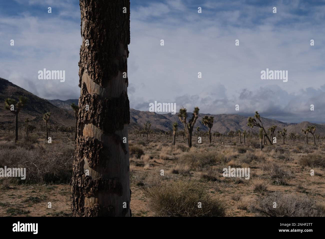 single tree in joshua tree vintage Stock Photo Alamy