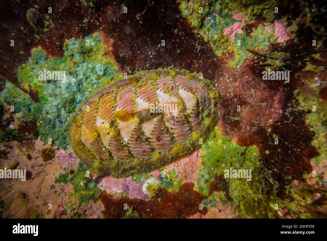 Lined Chiton, Tonicella lineata, at Point of Arches in Olympic National Park, Washington State, USA Stock Photo