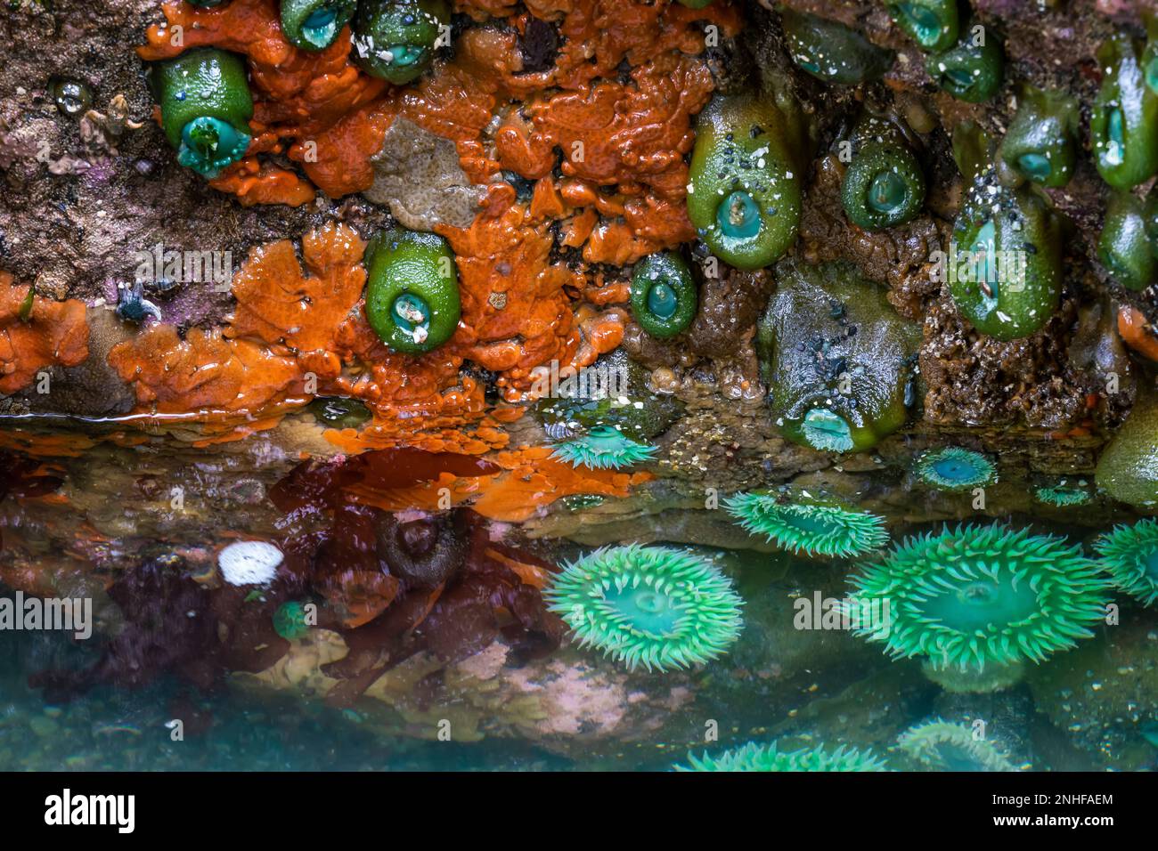 Giant Green Anemones and Pacific Sea Pork at Point of Arches in Olympic National Park, Washington State, USA Stock Photo