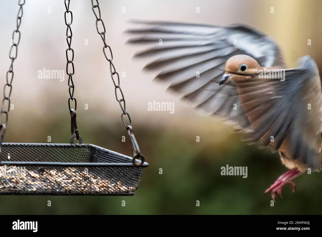 Mourning dove flight approach to bird feeder Stock Photo Alamy