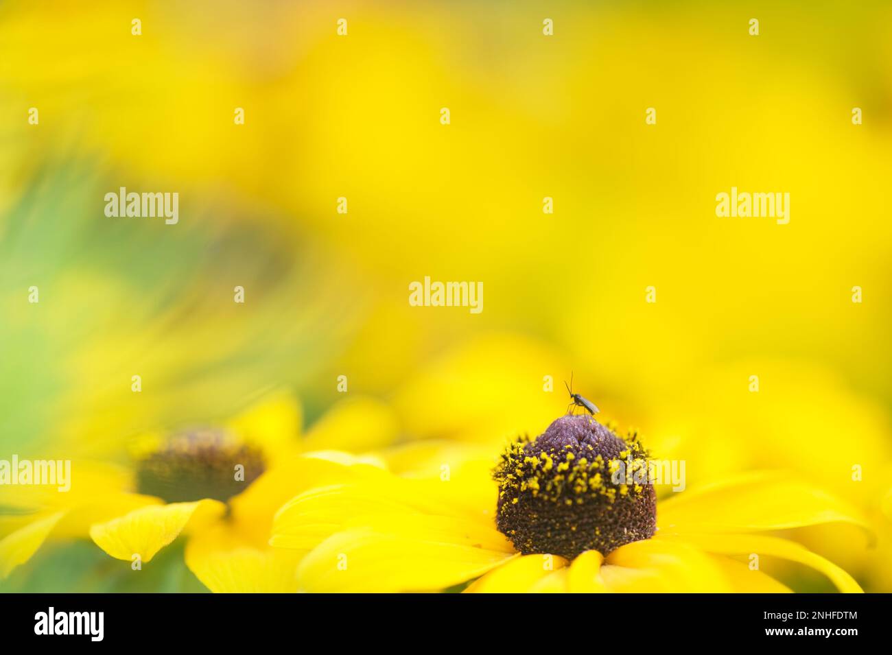 Small midge on a Black-eyed susan flower (Rudbeckia hirta). Selective focus and shallow depth of field. Stock Photo