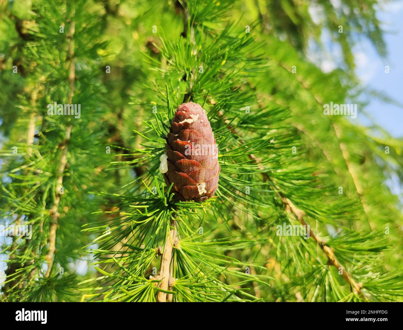 Larch tree cone growing on branch. Fresh resin oozes from the cone