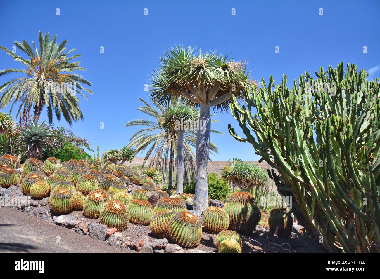 Cactus and succulents botanical garden on Fuerteventura island