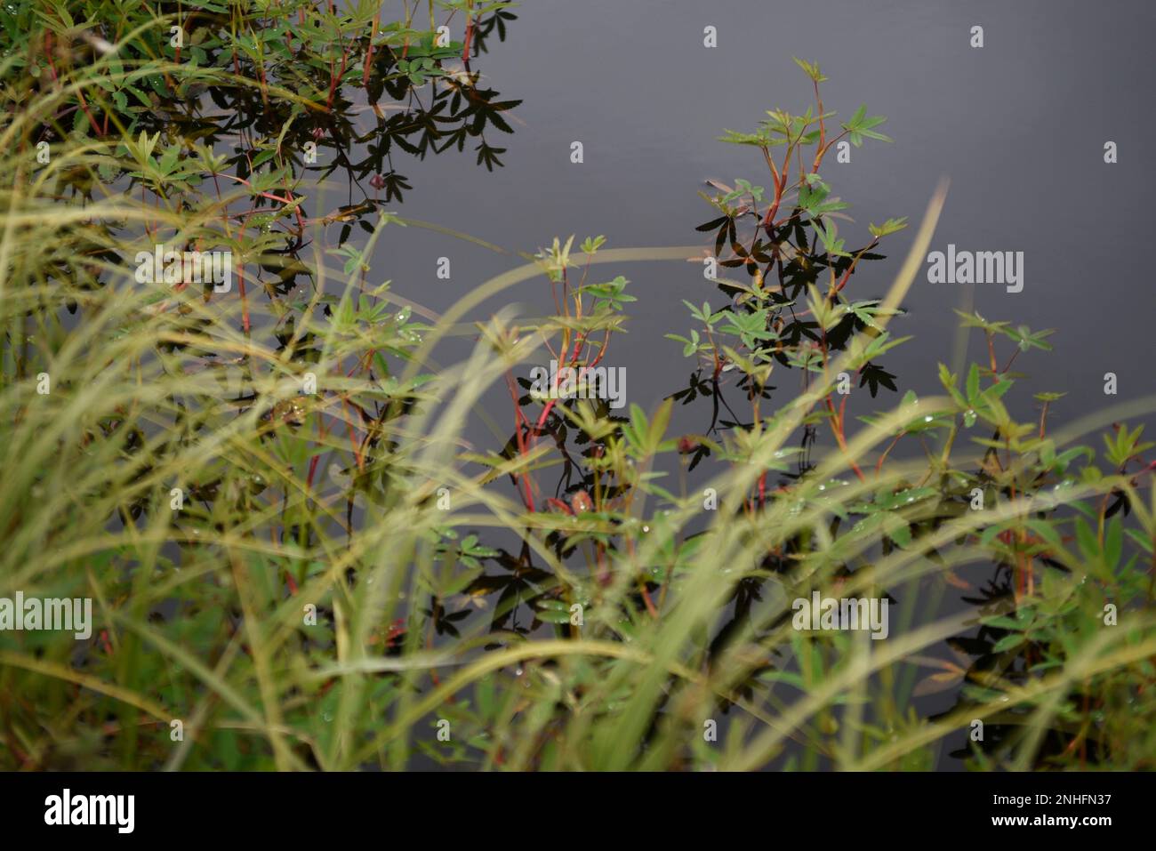 Grasses surround a tranquil tundra pool near Tuktoyaktuk, Northwest Territories, Canada. Stock Photo