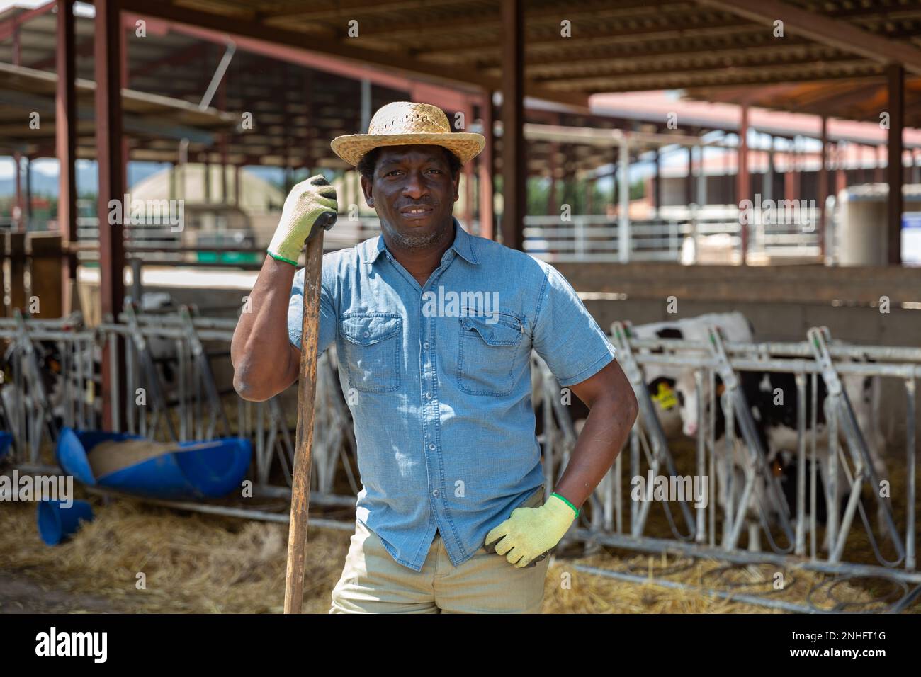 Aframerican man dairy farm owner standing in stall of cows Stock Photo ...