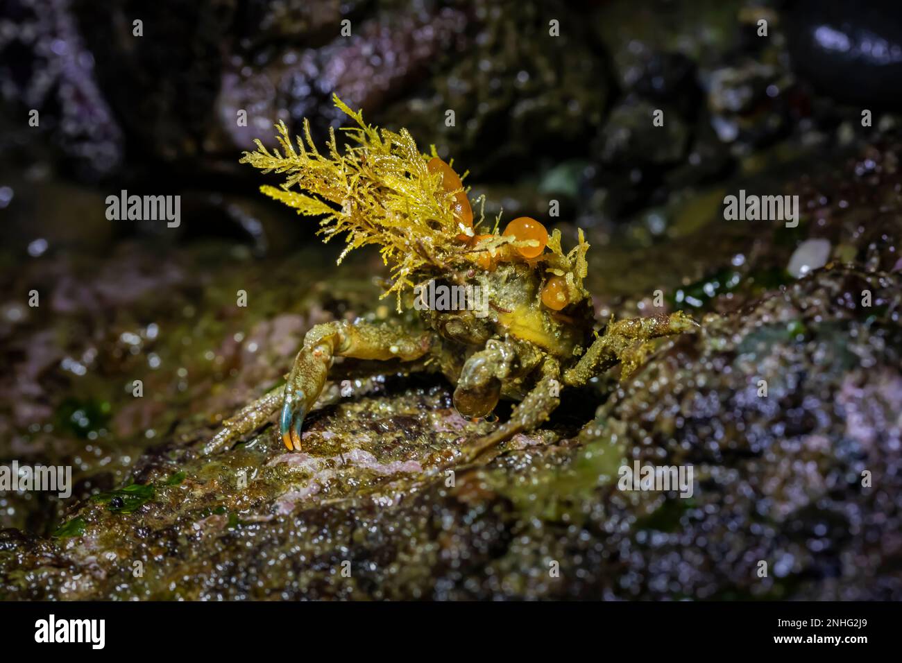 Graceful Decorator Crab, Oregonia gracilis, at Point of Arches in Olympic National Park, Washington State, USA Stock Photo