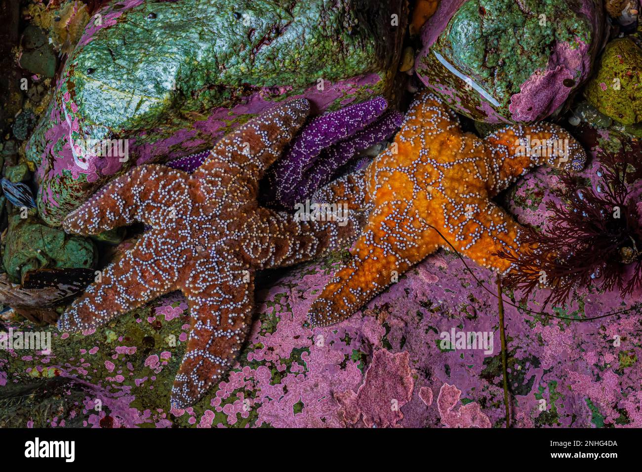 Color variants of Ochre Sea Star, Pisaster ochraceus, at Point of Arches in Olympic National Park, Washington State, USA Stock Photo