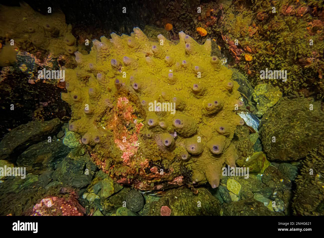 Breadcrumb Sponge, Halichondria panicea, at Point of Arches in Olympic National Park, Washington State, USA Stock Photo