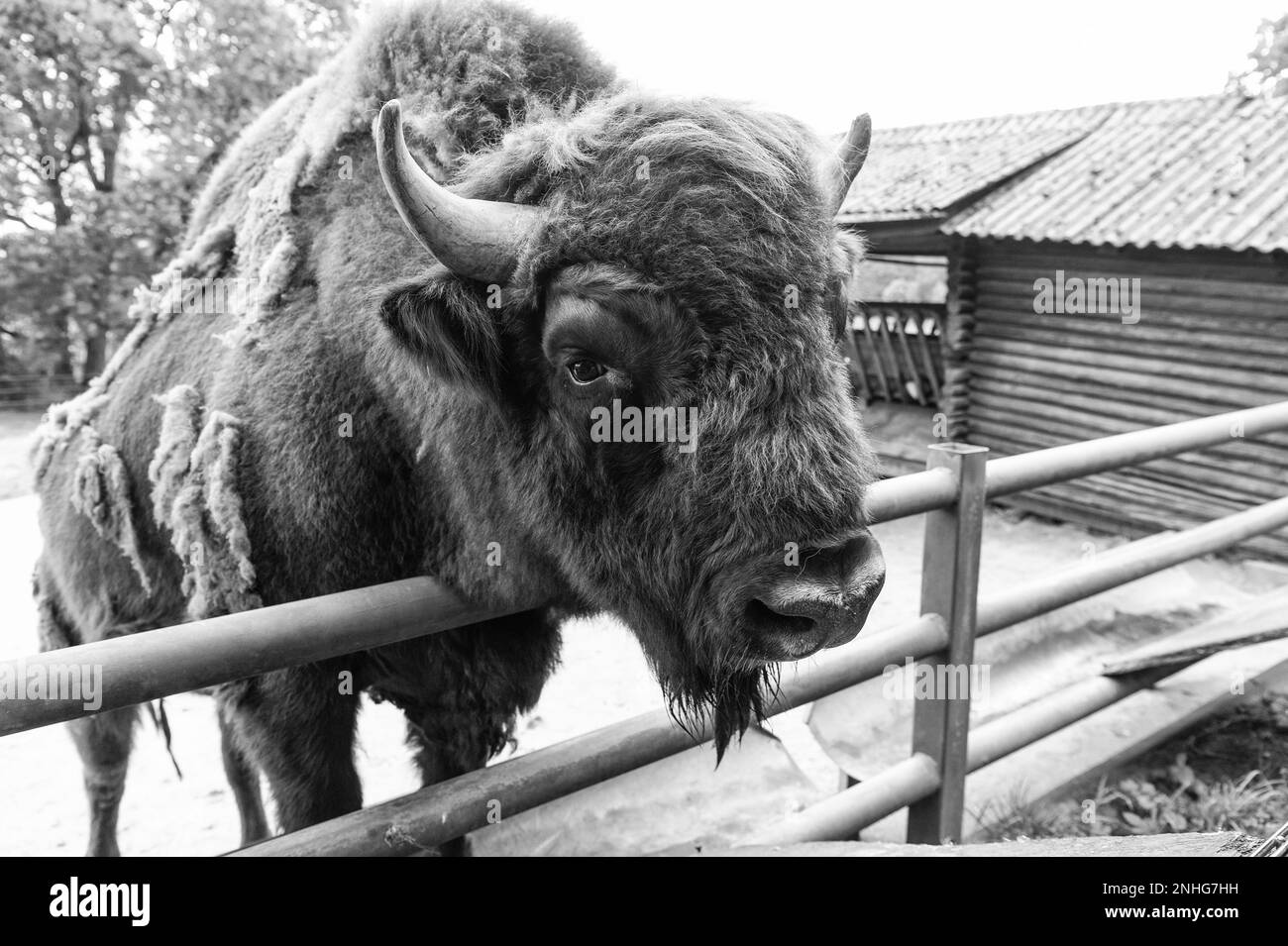 big bison head in zoo animal park outdoor Stock Photo - Alamy