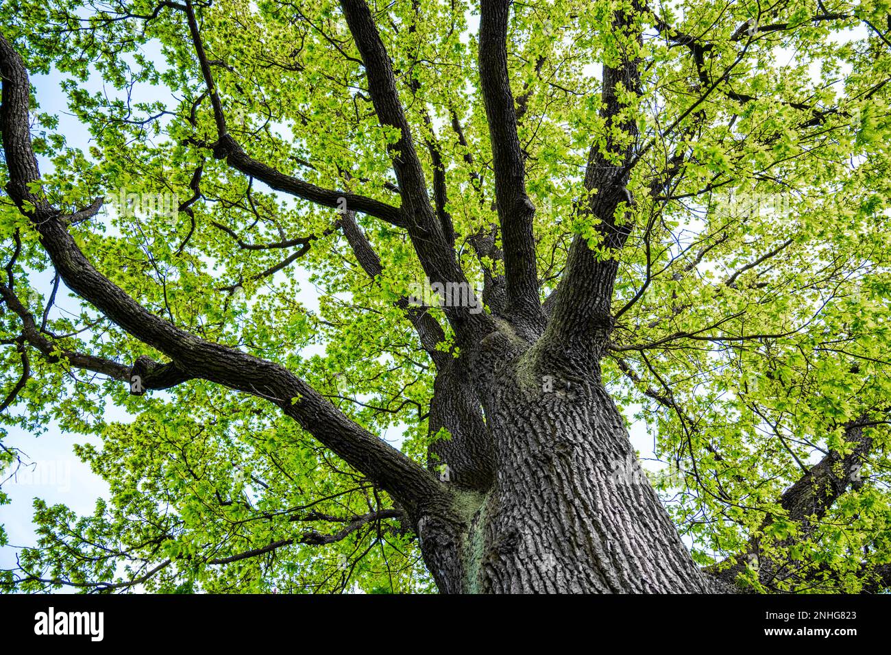 Dark bark of the tree in contrast with the fresh green of its leaves as seen from underneath