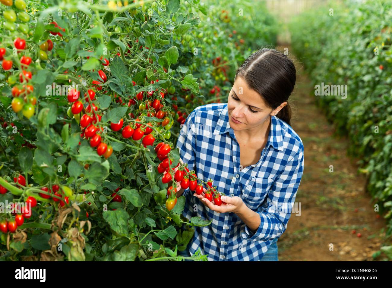 Female farmer harvesting red cherry tomatoes in glasshouse Stock Photo ...