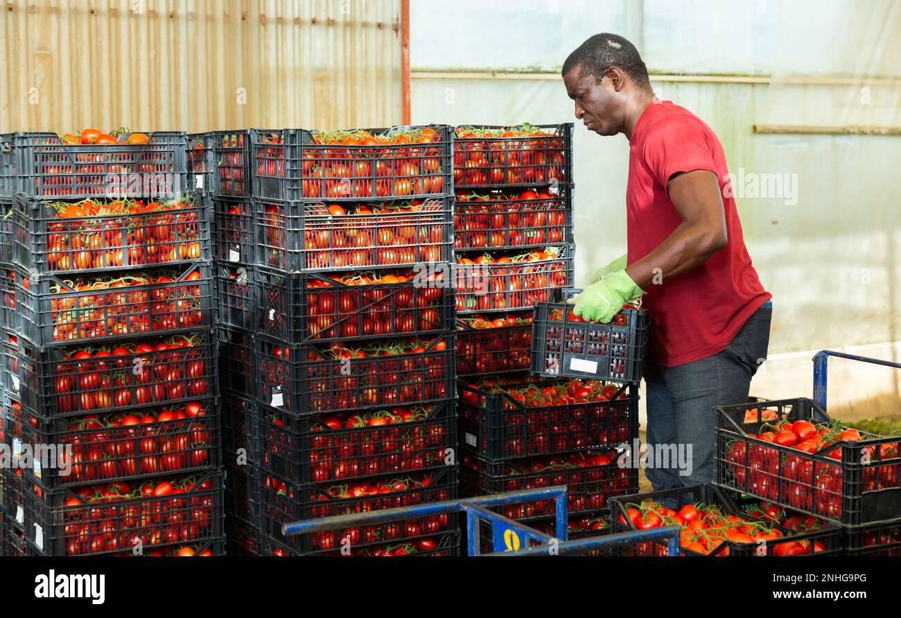 African american worker carries hi-res stock photography and images - Alamy