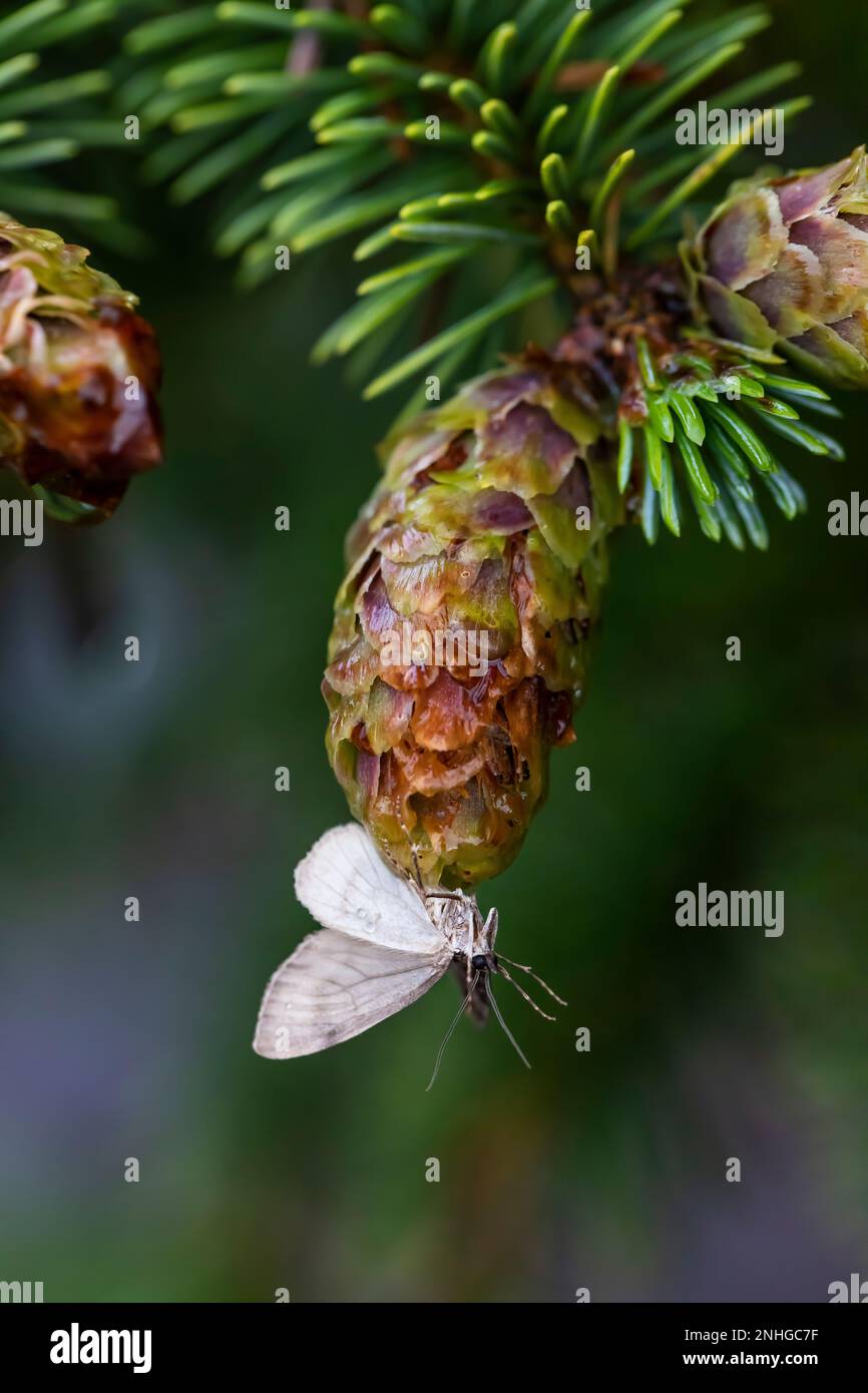 White butterfly on cone of Sitka Spruce, Picea sitchensis; species thrives in the coastal strand of forest adjacent to Shi Shi Beach in Olympic Nation Stock Photo