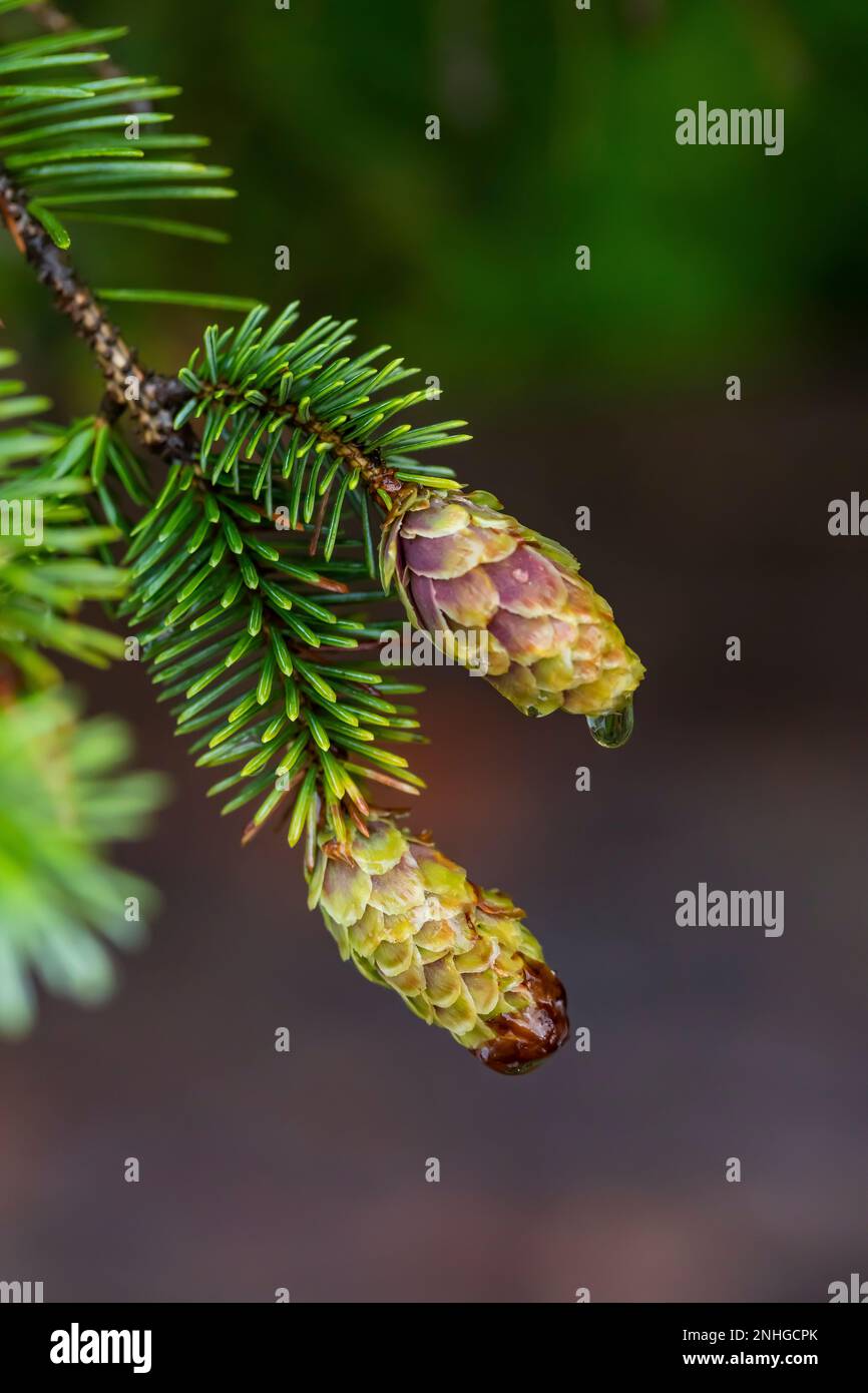 Cones of Sitka Spruce, Picea sitchensis, which thrives in the coastal strand of forest adjacent to Shi Shi Beach in Olympic National Park, Washington Stock Photo