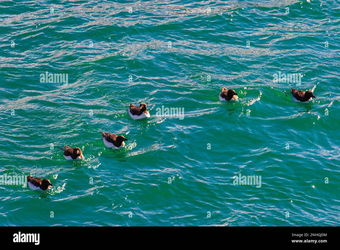Birds floating in the blue green arctic waters under the ledges of Kapp Fanshawe in the Svalbard Islands of Norway Stock Photo