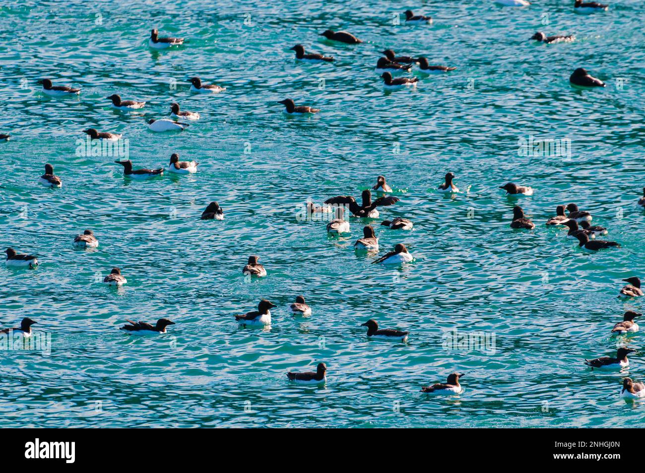 Countless birds floating in the blue green arctic waters under the ledges of Kapp Fanshawe in the Svalbard Islands of Norway Stock Photo