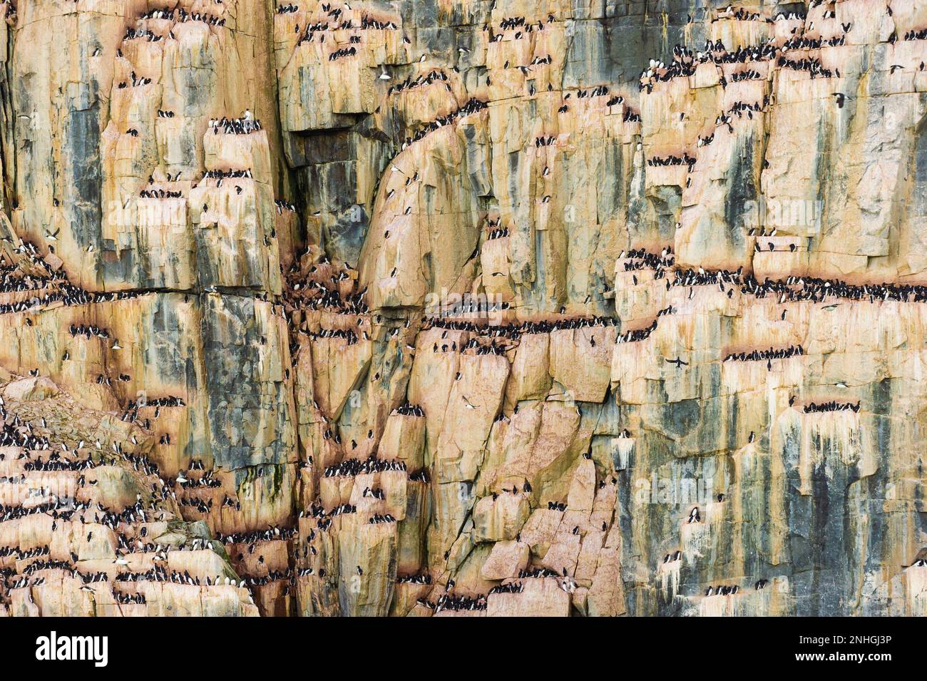 Thousands of sea birds nesting on the Alkefjellet cliffs in Kapp Fanshawe on the Svalbard Islands of Norway Stock Photo