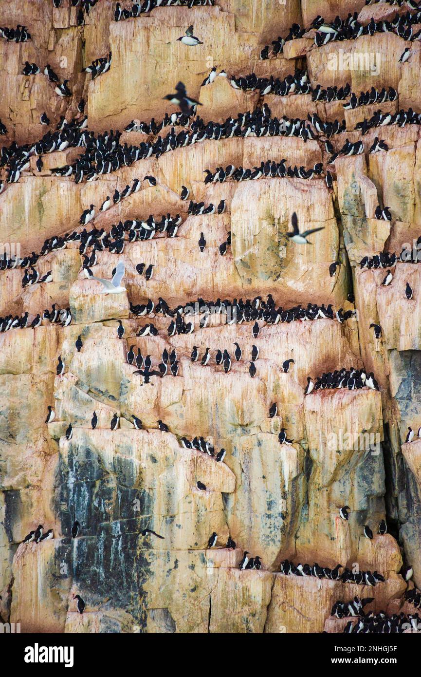 Thousands of sea birds nesting on the Alkefjellet cliffs in Kapp Fanshawe on the Svalbard Islands of Norway Stock Photo