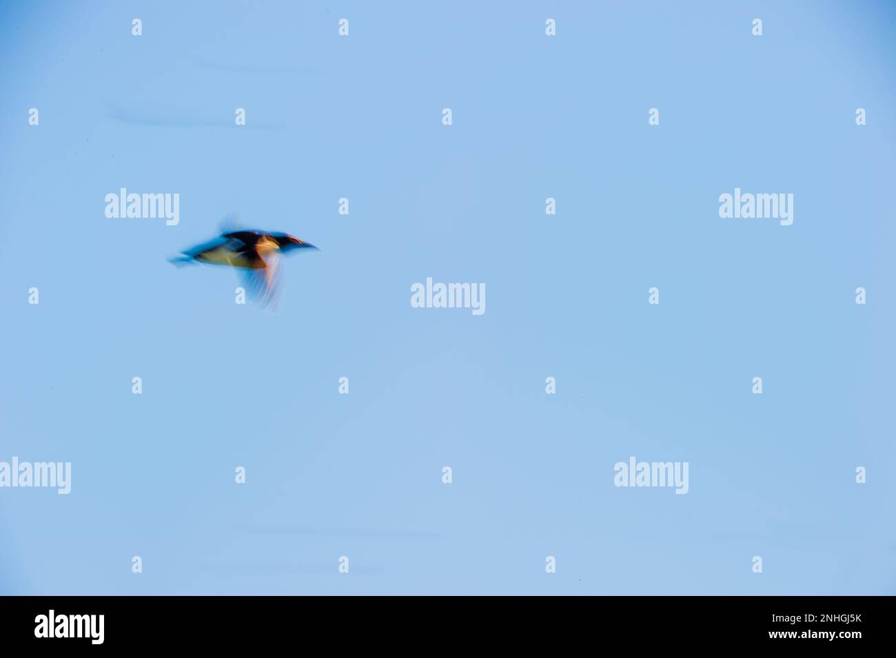 Single bird using motion blur flying under the ledges of Kapp Fanshawe, Norway Stock Photo