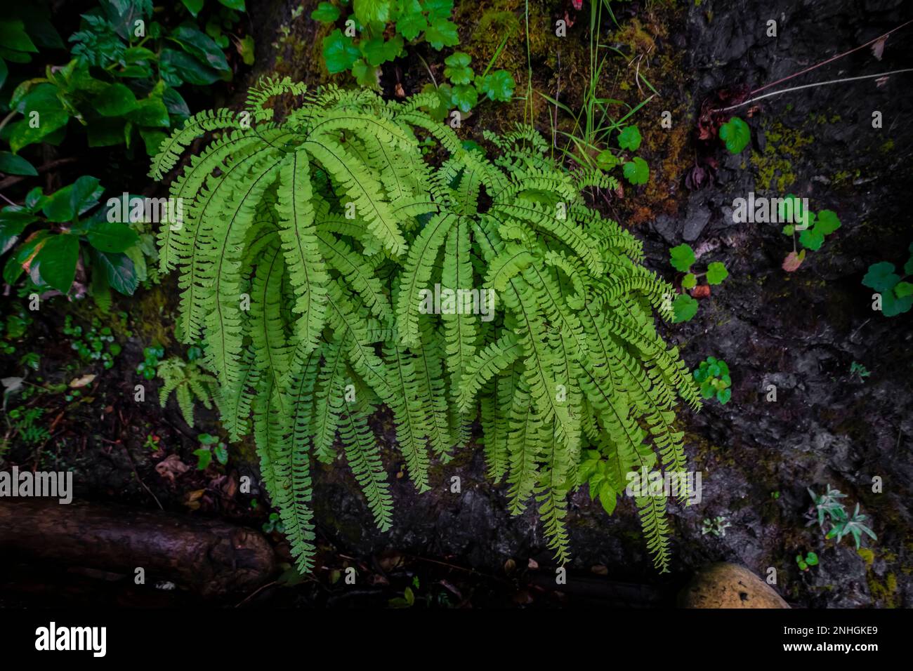 Northern Maidenhair Fern, Adiantum aleuticum, on hillside above Point of Arches in Olympic National Park, Washington State, USA Stock Photo