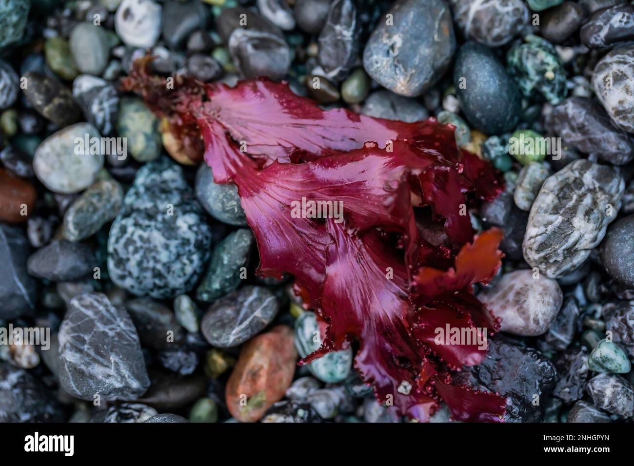 Ruffled Red Seaweed, Cryptopleura ruprechtiana, washed up at Point of Arches in Olympic National Park, Washington State, USA Stock Photo