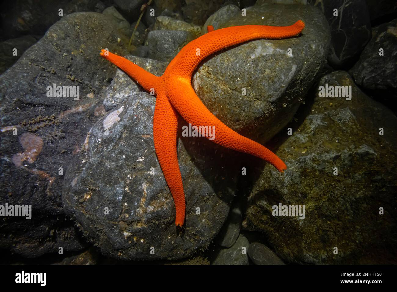 Pacific Blood Star, Henricia leviuscula, on rocks of Point of Arches in Olympic National Park, Washington State, USA Stock Photo
