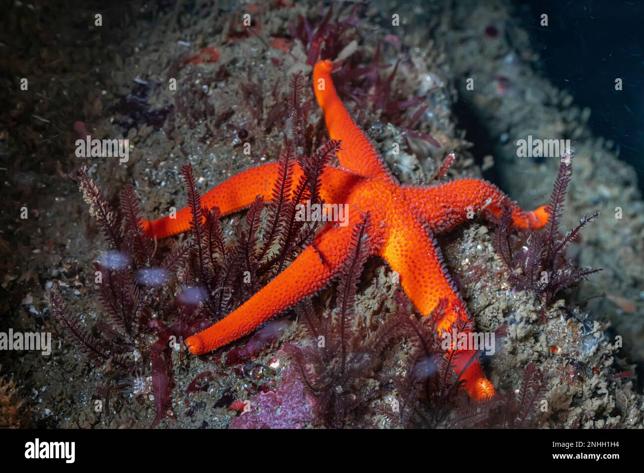 Pacific Blood Star, Henricia leviuscula, with hydroids on rocks of Point of Arches in Olympic National Park, Washington State, USA Stock Photo