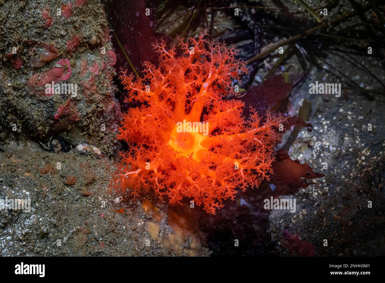 Red Sea Cucumber, Cucumaria miniata, at Point of Arches in Olympic National Park, Washington State, USA Stock Photo