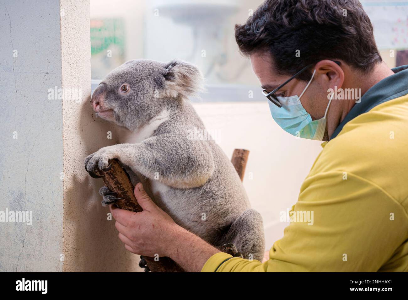 A keeper with a koala at the Madrid Zoo Aquarium on December 16, 2022