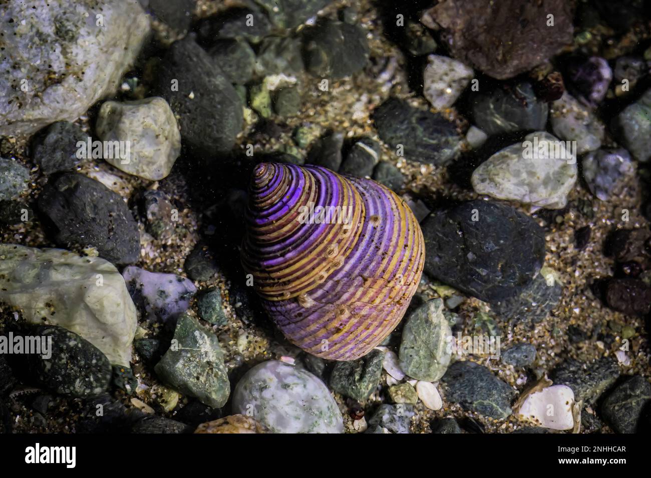 Blue Top Snail, Calliostoma ligatum, in tide pool at Point of Arches in