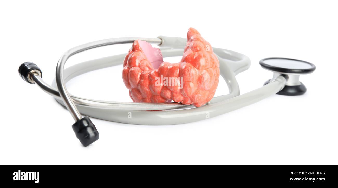Plastic model of afflicted thyroid and stethoscope on white background Stock Photo