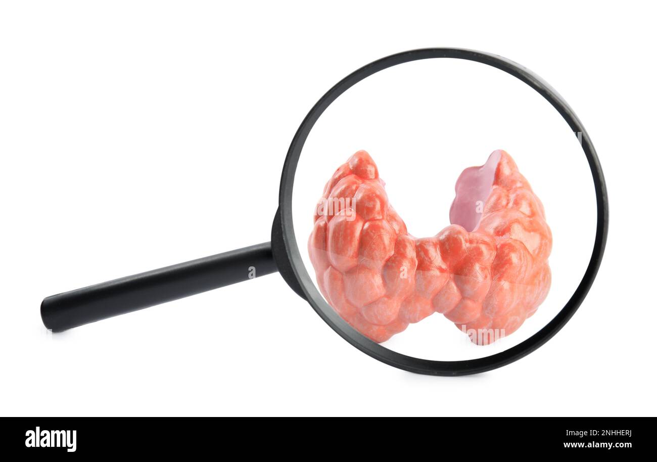 Plastic model of afflicted thyroid on white background, view through magnifying glass Stock Photo