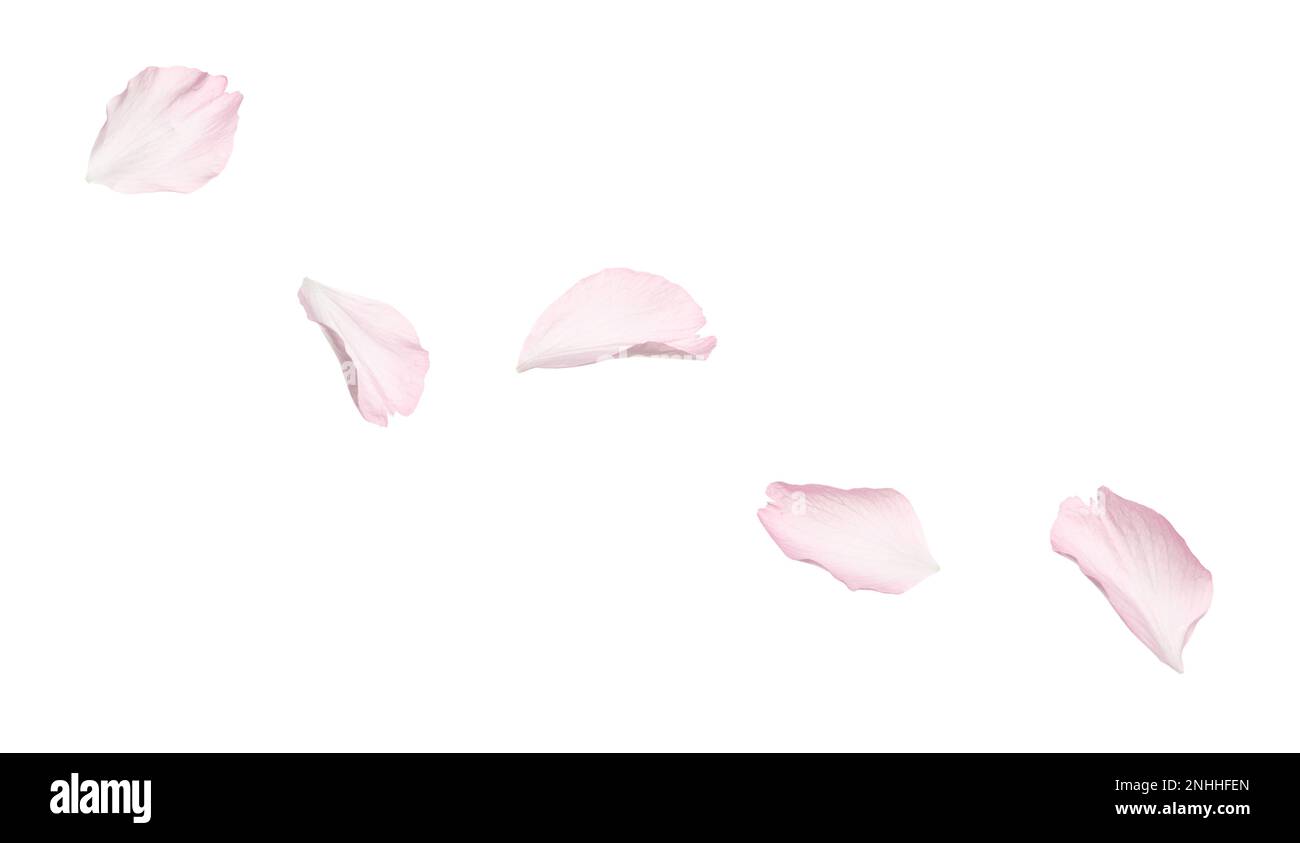 Beautiful pink sakura blossom petals isolated on white Stock Photo Alamy
