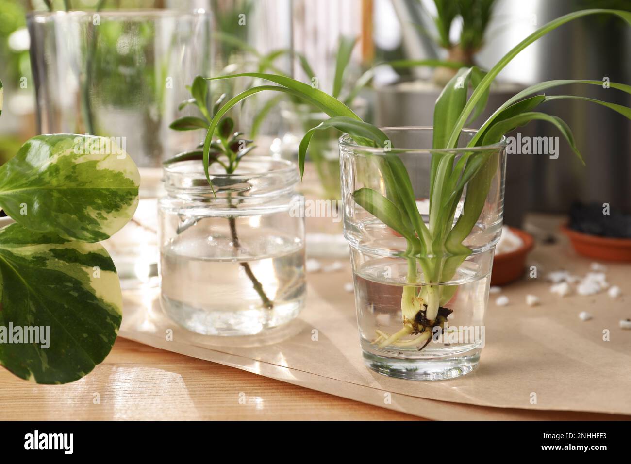 Exotic house plants in water on wooden table Stock Photo