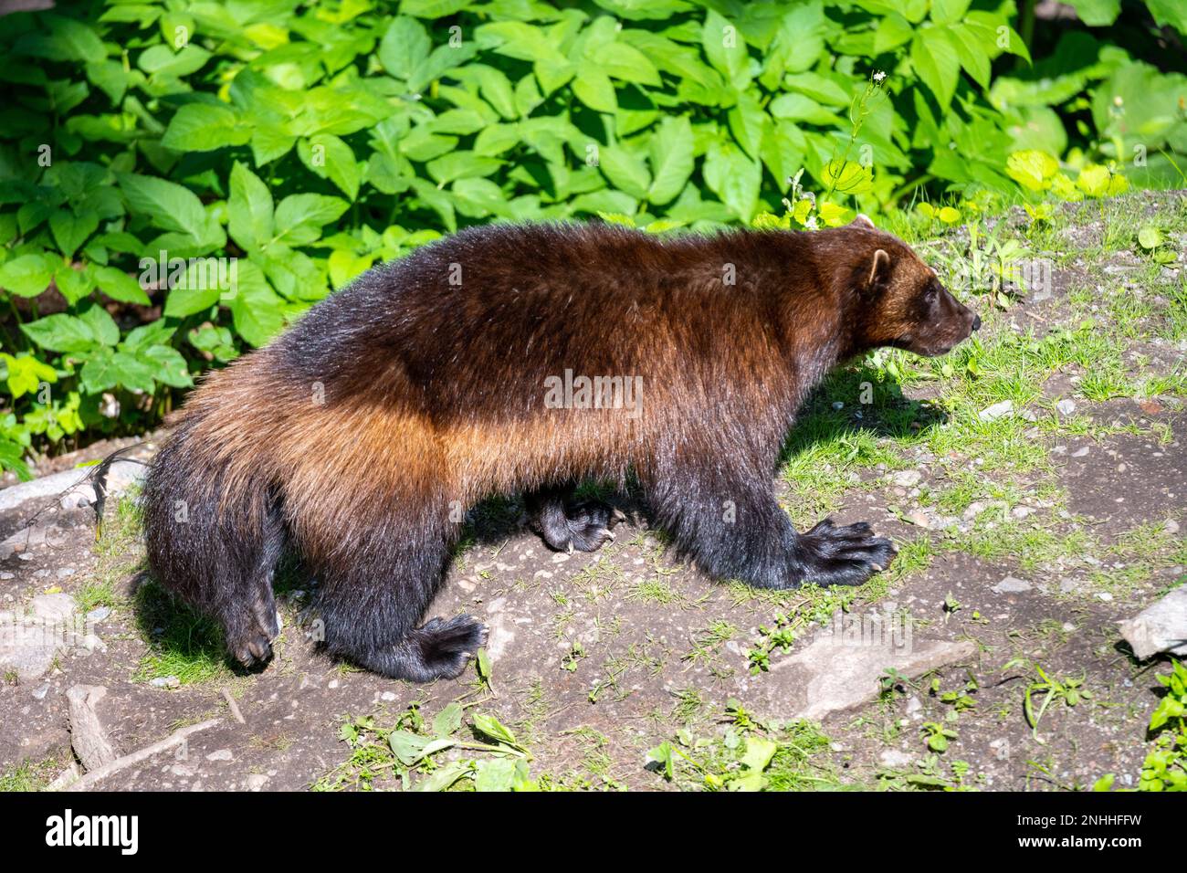 Brown Furry Wolverine in Natural Habitat on sunny day. Stock Photo