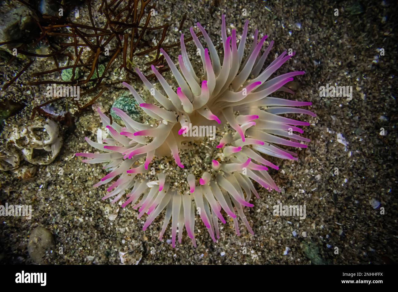Sea anemone asexual reproduction hires stock photography and images