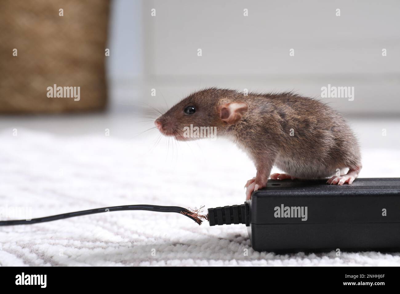 Rat with chewed electric wire on floor indoors. Pest control Stock Photo